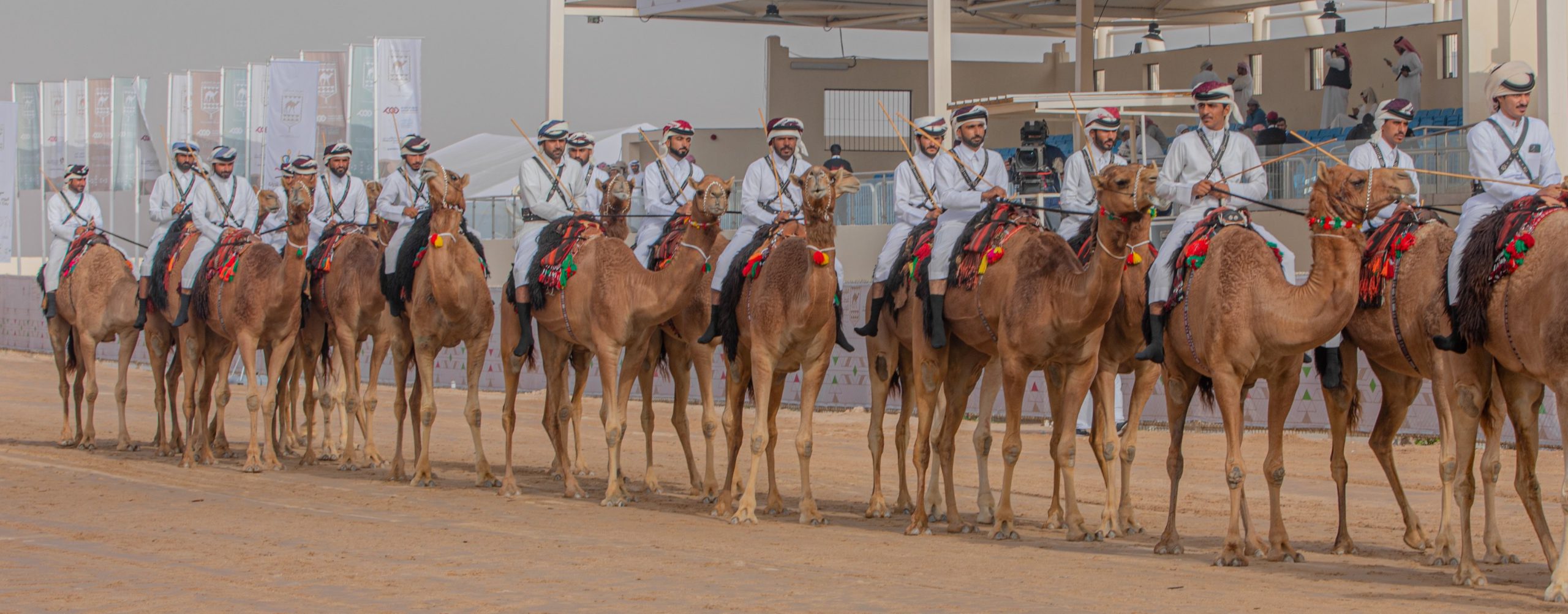 نادي قطر للإبل يحتفل باليوم الرياضي