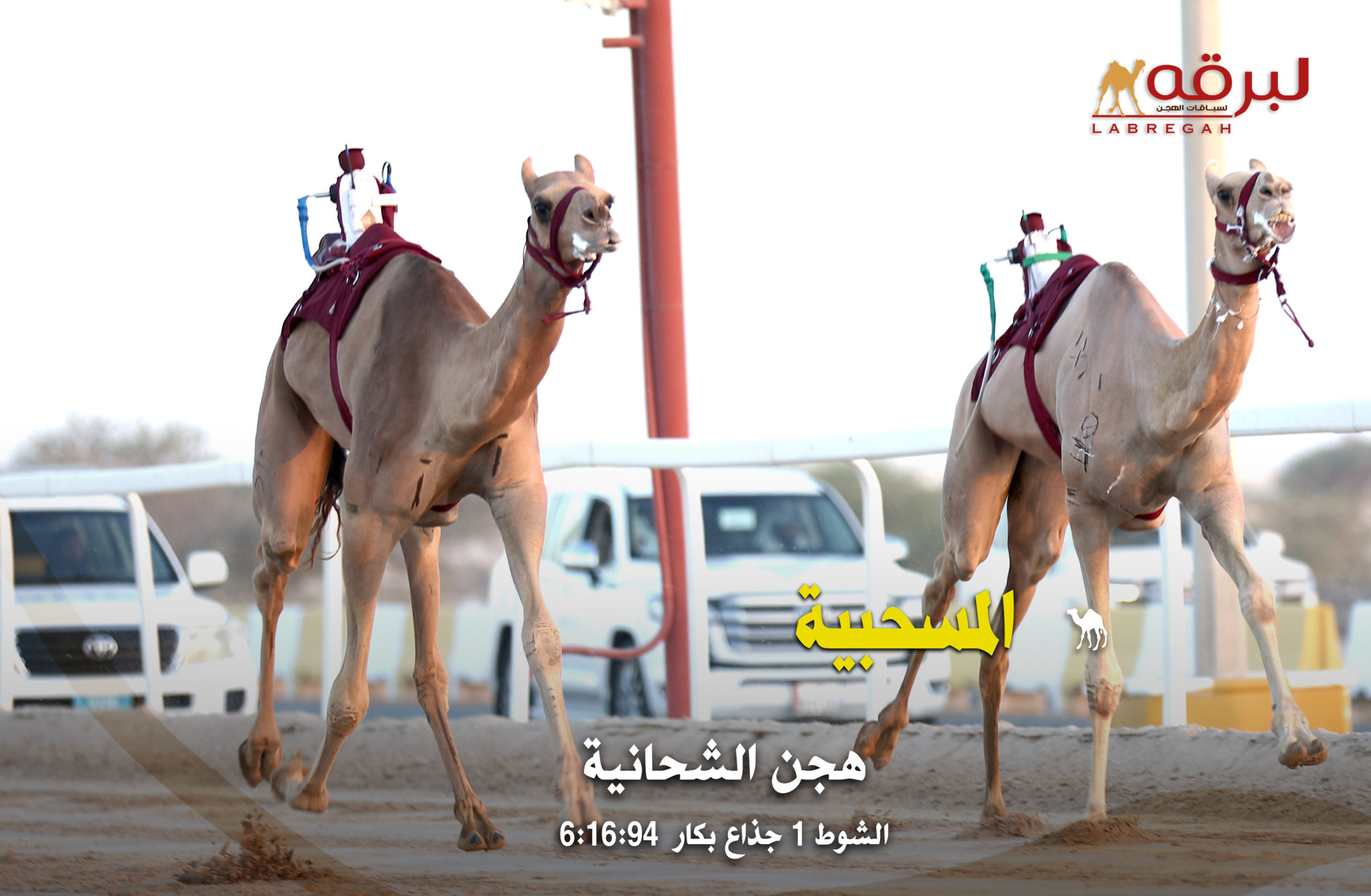 البرنس جارالله بن عقيل يقود هجن الشحانية لإقتناص ناموسي الجذاع بالمحلي الأول