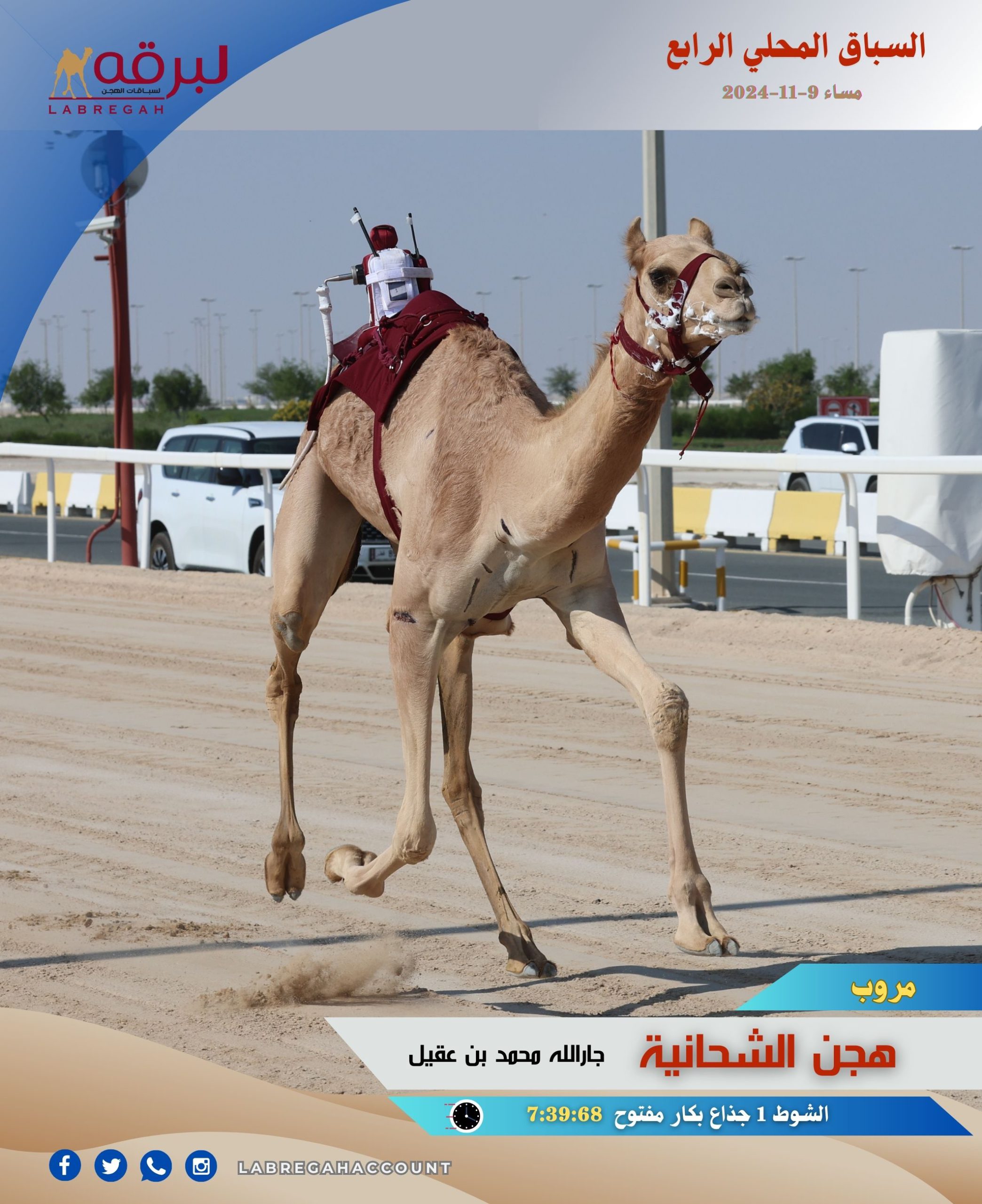 «مروب» و«برق» يهديان هجن الشحانية ناموسي الجذاع مفتوح