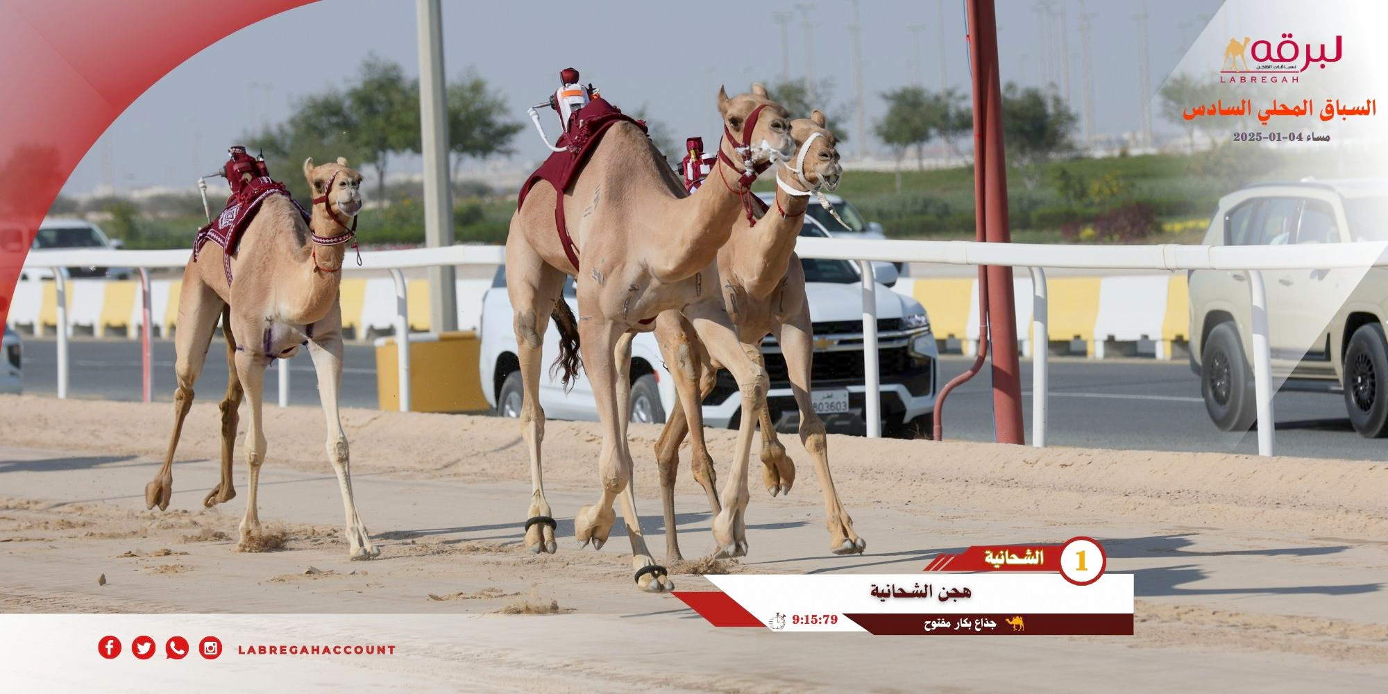 هجن الشحانية تبدع في تحديات الجذاع المفتوحة